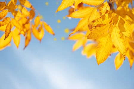 Close-up yellow ash tree leaves on tree against blue sky. Autumn fall background. Colorful foliage.