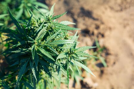 Close-up green cannabis bush. Fields of industrial hempの写真素材