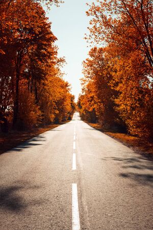 Asphalt road in autumn forest. Autumnal backgroundの写真素材