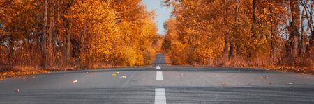 Banner3: 1. Empty asphalt road in autumn forest. Autumnal background