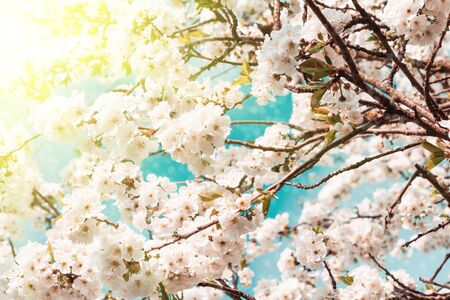 Frame from cherry blossom in full bloom with sun lights. Spring background. Copy space. Soft focus