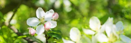 Web banner 3:1. Close-up apple tree blossom. Spring background. Copy spaceの写真素材