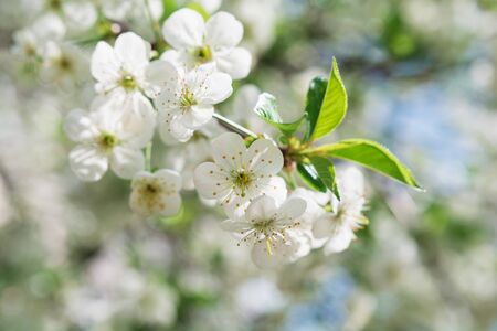 Cherry blossom in full bloom against blue sky. Spring background. Copy space. Soft focusの写真素材