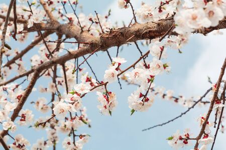 Almond blossom in full bloom against blue sky. Spring background. Soft focusの写真素材