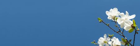 Banner 3:1. White magnolia flower on tree against blue sky. Spring background. Soft focus