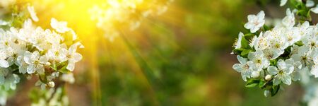 Banner 3:1. Cherry blossom in full bloom with sun lights against defocused background. Spring...