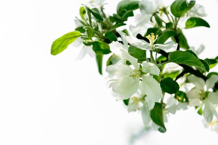 Isolated apple tree blossom branch. Spring background. Copy space . Soft focusの写真素材