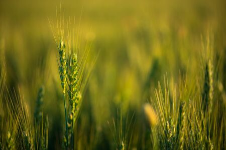 Wheat field. Close up ears of green wheat on sunset. soft focus. Harvest Concept.の写真素材