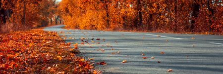 Banner 3:1. Empty asphalt road in autumn fall forest. Autumnal background
. Selective focus