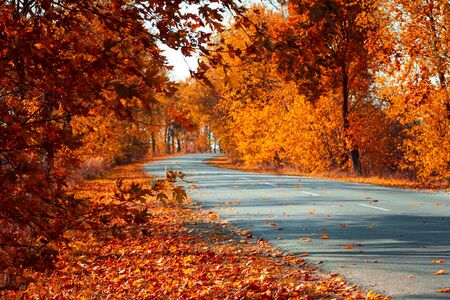 Empty asphalt road in autumn fall forest. Autumnal background
. Selective focus