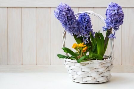 Basket with blue hyacinth flowers on white wooden background. Easter celebration conceptの写真素材