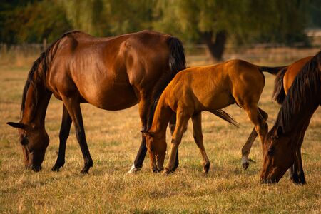 Mare and Foal together in meadow. Nature background. Soft focusの写真素材