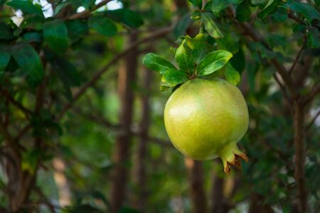 Ripe pomegranate fruit on tree branch.  Natural background. Selective focusの写真素材