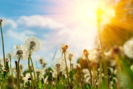 Field with yellow dandelionsagainst blue sky and sun beams. Spring background. Soft focusの写真素材