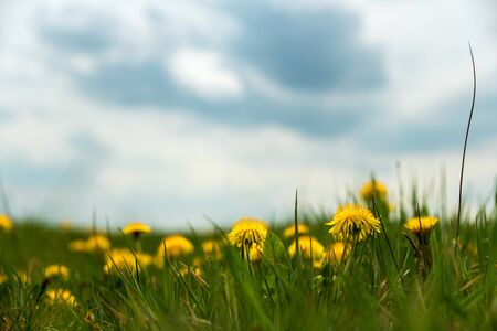 Field with yellow dandelionsagainst blue sky and sun beams. Spring background. Soft focusの写真素材