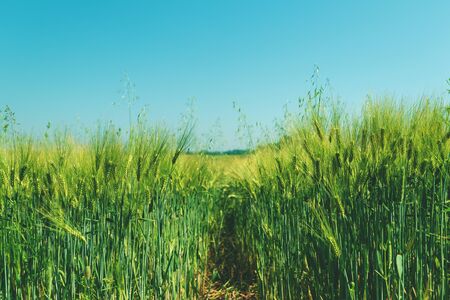 Green wheat field on sunny day. Natural background. Harvest concept. Zero angleの写真素材