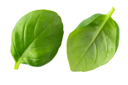 Ripe cherry tomatoes basil leaves isolated on white background. Clipping pathの写真素材