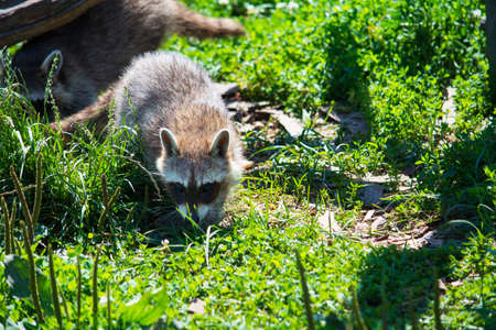 Two raccoon playing in green grass background. Selective focusの写真素材