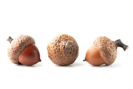 Three oak acorns isolated on white background.の写真素材