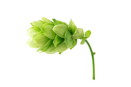 Hop cones isolated on white background.