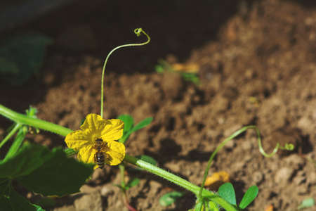 Young plant cucumber with bee on yellow flower on ground. Vegetables pollination