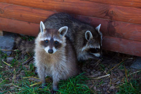 Close-up two raccoon in green grass background. Selective focusの写真素材