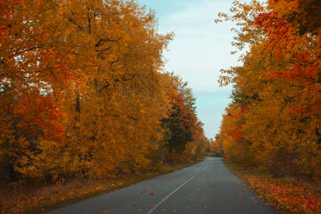 Empty asphalt road through autumn forest. Nature autumn background