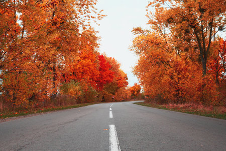 Empty asphalt road through autumn forest. Nature autumn backgroundの写真素材
