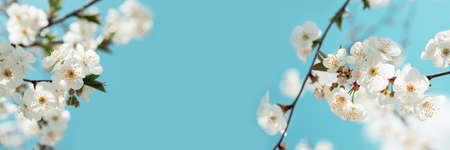 Banner 3: 1. White cherry blossom sakura in spring time against blue sky. Nature background. Soft focusの写真素材