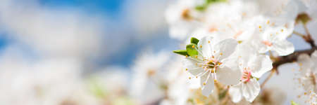 Banner 3: 1. White cherry blossom sakura in spring time against blue sky. Nature background. Soft focusの写真素材