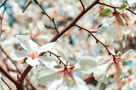 Close-up magnolia flowers on tree against blue sky. Spring background. Soft focusの写真素材