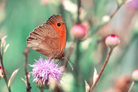 Butterfly on wild grass on meadow in summer. Soft focus. Nature background