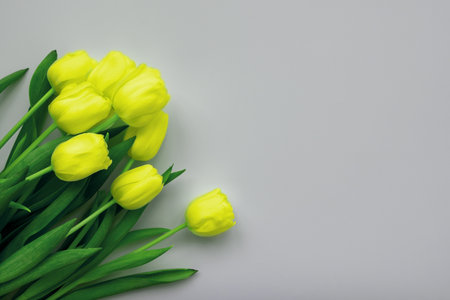 Yellow tulips on gray background. Top viewの写真素材