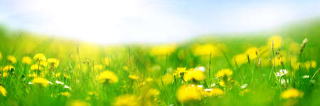 Banner 3: 1. Field with yellow dandelions against blue sky and sun beams. Spring background. Soft focusの写真素材