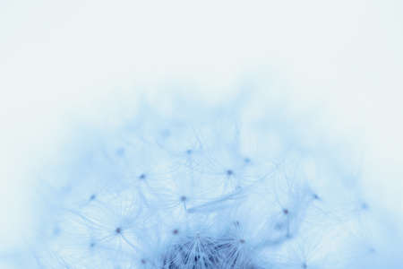 White blowball dandelion on blue background. Macro. Full dept of fieldの写真素材