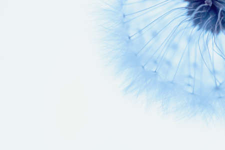 White blowball dandelion on blue background. Macro. Full dept of fieldの写真素材