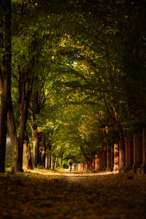 Adult silhouette on alley in park with colorful trees and sunlight. Autumnal background. Soft focusの写真素材