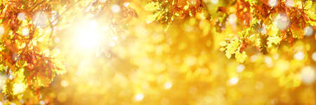 Autumn background with oak leaves. Soft focus