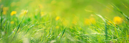 Banner 3:1. Field with yellow dandelions against blue sky and sun beams. Spring background. Soft focusの写真素材