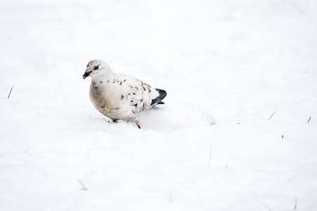 Portrait of white dove on snowの写真素材
