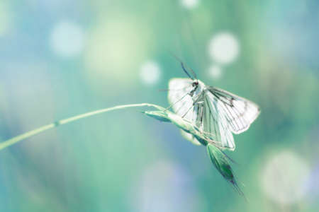 Fresh green grass and butterfly in morning cool haze. Abstract spring background.