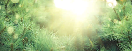Close-up evergreen fir branch. Soft focus