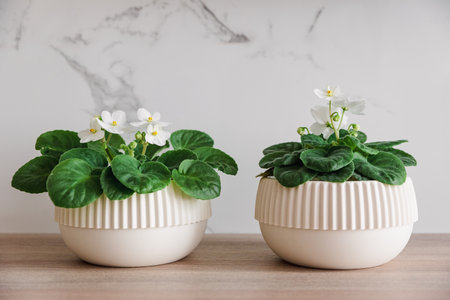 Two natural green Saintpaulias in white flowerpots on white background. Front viewの写真素材