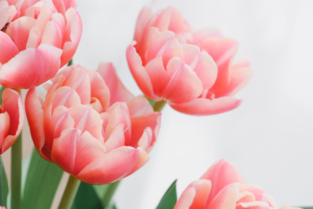 Close-up bouquet of pink tulips. Anniversary celebration concept. Soft focusの写真素材