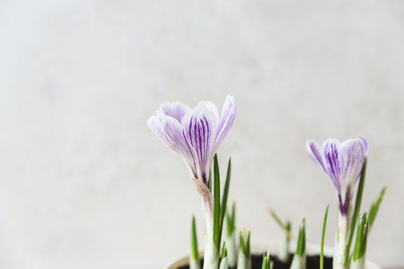 Fresh crocuses in flowerpot on light beige background. Copy space. Front viewの写真素材