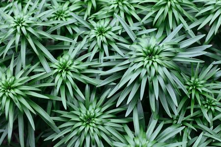 Many unblown Orange (Fire) Lily / Liliumの写真素材