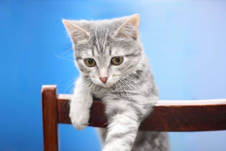 Tabby cat at blue backgroundの写真素材