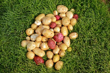 Fresh potatoes от the green grassの写真素材