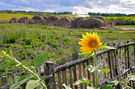 sunflowerの写真素材