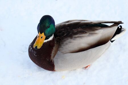 Drake of a wild duck in the snow. Winterの写真素材